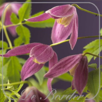 Clematis 'Ruby'