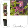 Clematis 'Ruby'