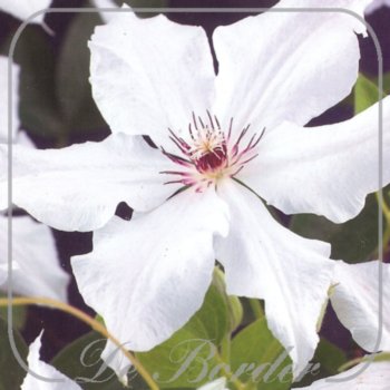 Clematis 'Snow Queen'