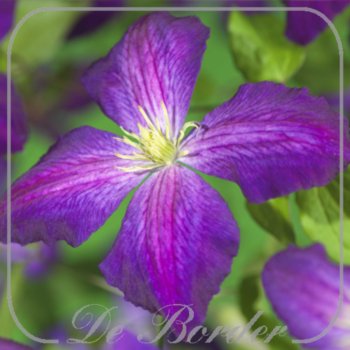 clematis-so-many-purple-flowers-283 Clematis 'Jackmanii Purpurea'
