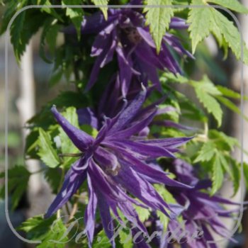 Clematis 'Spiky'