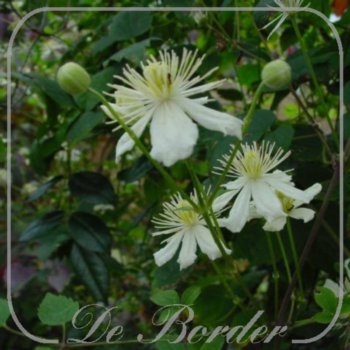 Clematis 'Summer Snow'