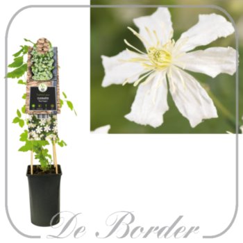 Clematis 'Summer Snow'