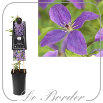 Clematis 'Sunny Sky'