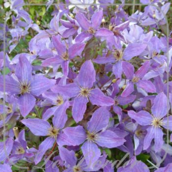 Clematis 'Sunny Sky'