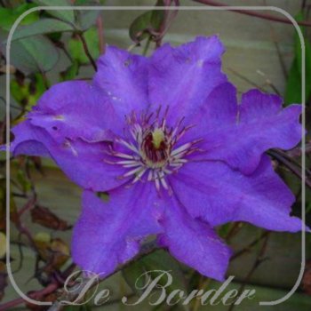 clematis-the-president-288 Clematis 'The President'