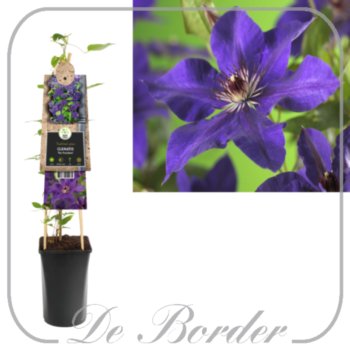 clematis-the-president-393 Clematis 'The President'