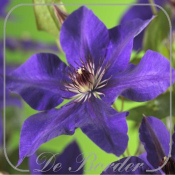 clematis-the-president-395 Clematis 'The President'