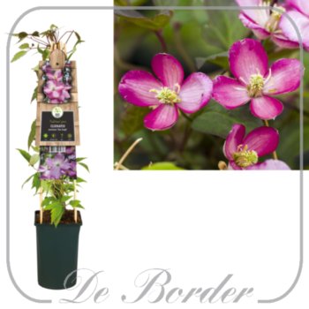 Clematis 'Van Gogh'