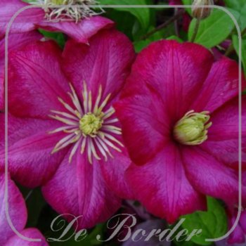 Clematis 'Ville de Lyon'