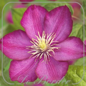 Clematis 'Ville de Lyon'