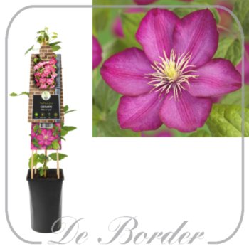 Clematis 'Ville de Lyon'