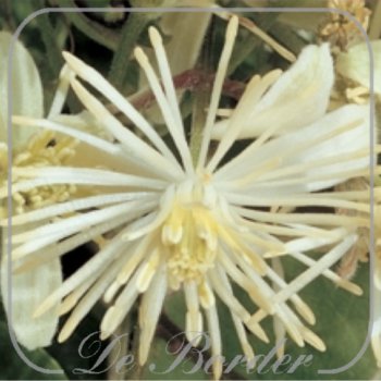 Clematis vitalba