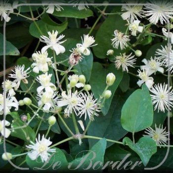 Clematis vitalba