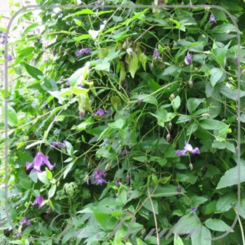 Clematis viticella