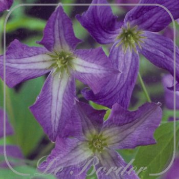 Clematis viticella