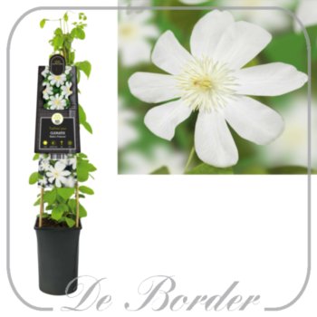 clematis-wadas-primrose-401 Clematis 'Wada's Primrose'