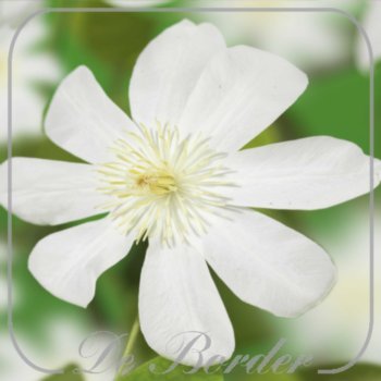 clematis-wadas-primrose-403 Clematis 'Wada's Primrose'