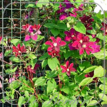 Clematis 'Warszawska Nike'
