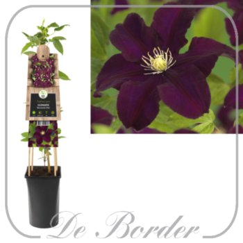 Clematis 'Warszawska Nike'