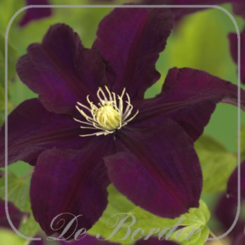 Clematis 'Warszawska Nike'