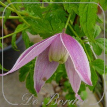 Clematis 'Willy'