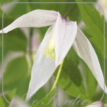 Clematis 'Willy'