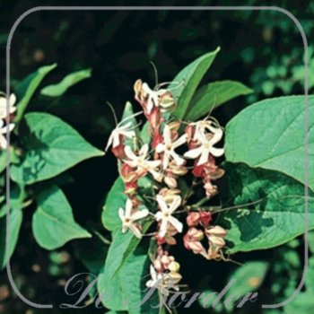 clerodendrum-trichotomum-40-60-cm-c4-149 Clerodendrum trichotomum
