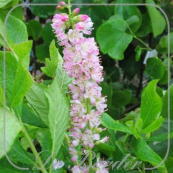Clethra alnifolia 'Ruby Spice'