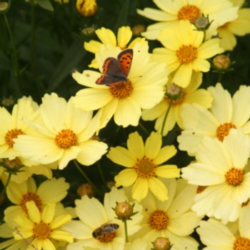 Coreopsis 'Full Moon'