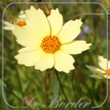 coreopsis-full-moon-331 Coreopsis 'Full Moon'