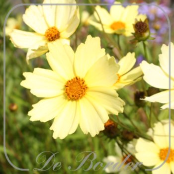 coreopsis-full-moon-333 Coreopsis 'Full Moon'