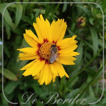 Coreopsis lanceolata 'Sterntaler'