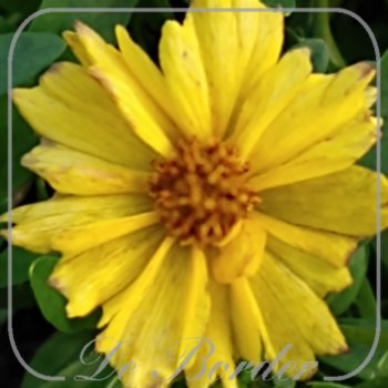 coreopsis-solar-dance-285 Coreopsis 'Solar Dance'