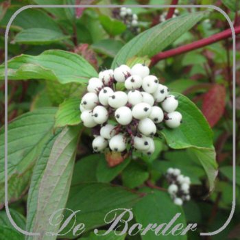 cornus-alba-sibirica-40-50cm-in-pot-(3l)-020 Cornus alba 'Sibirica'