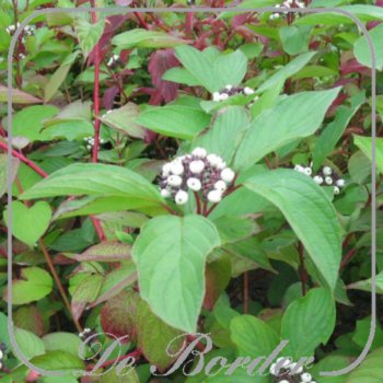 cornus-alba-sibirica-40-50cm-in-pot-(3l)-557 Cornus alba 'Sibirica'