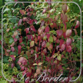 cornus-alba-sibirica-40-50cm-in-pot-(3l)-650 Cornus alba 'Sibirica'