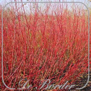 cornus-alba-sibirica-40-50cm-in-pot-(3l)-682 Cornus alba 'Sibirica'