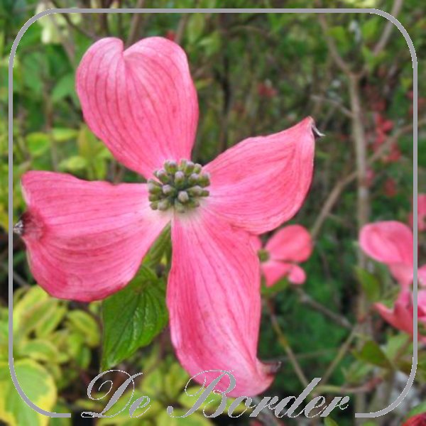 Cornus florida f. rubra