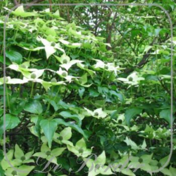 Cornus kousa 'Milky Way'