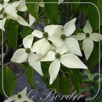 Cornus kousa 'Weisse Fontane'