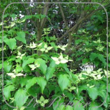 Cornus kousa 'Weisse Fontane'