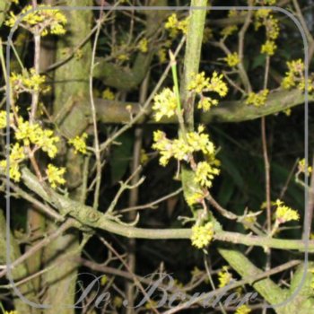 cornus-mas-023 Cornus mas