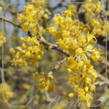 cornus-mas-192 Cornus mas