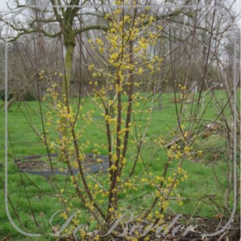 cornus-mas-488 Cornus mas