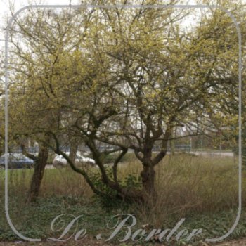 cornus-mas-556 Cornus mas