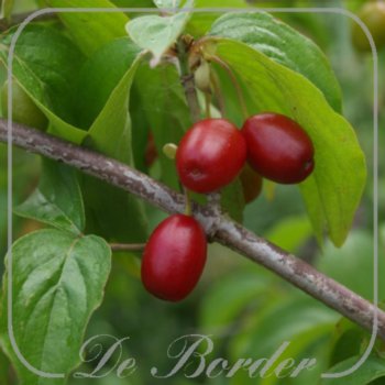 cornus-mas-710 Cornus mas