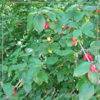 cornus-mas-734 Cornus mas