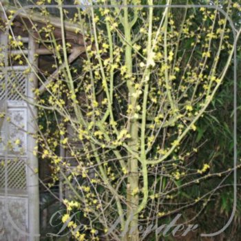 cornus-mas-906 Cornus mas