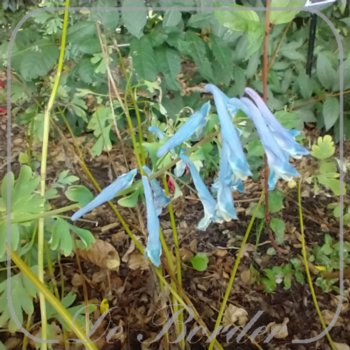 corydalis-craigton-blue-539 Corydalis 'Craigton Blue'